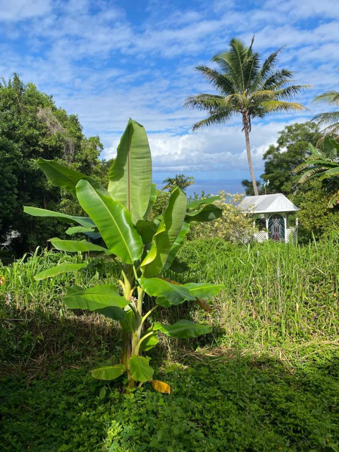 Cozy Jungle Boat Hideaway With Stunning Ocean View Villa Kealakekua ภายนอก รูปภาพ